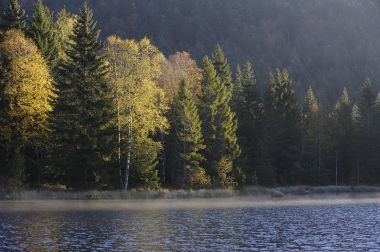 VOSGES, l'appel de la forêt